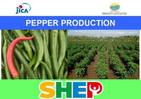 Pepper Production